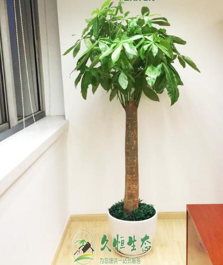 南京栖霞花卉租赁公司介绍室内租摆