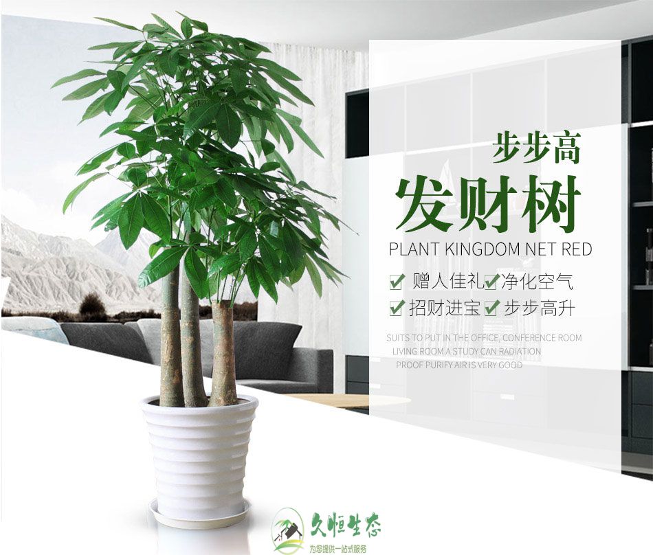 南京栖霞养花太难 买花太贵 不如租花最实惠