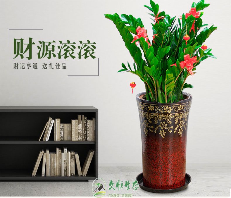 南京栖霞金钱树