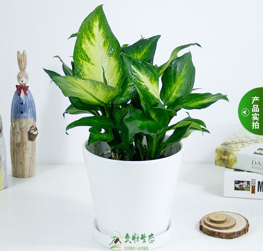 南京栖霞花叶万年青